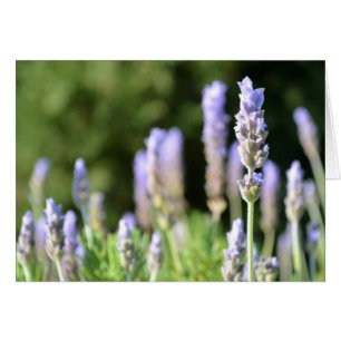Lavender Photo Card