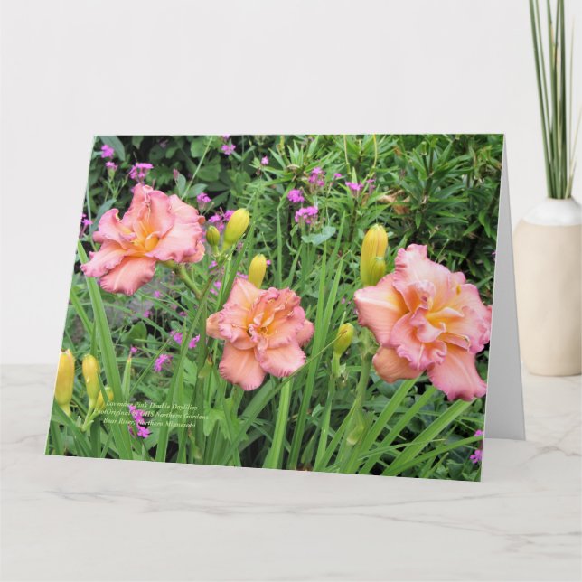 Lavender Pink Double Daylilies Card (Front)