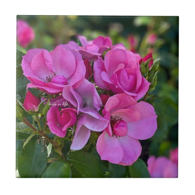  lavender Pink Rose Ceramic Tile (Front)