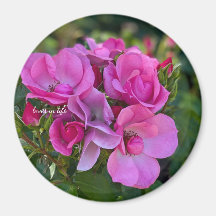  lavender Pink Rose
