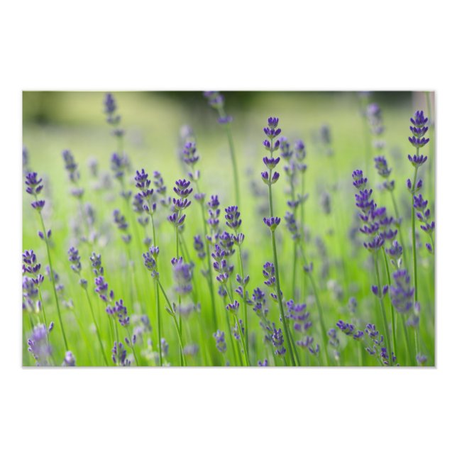 lavender plant flower field nature close detail photo print (Front)