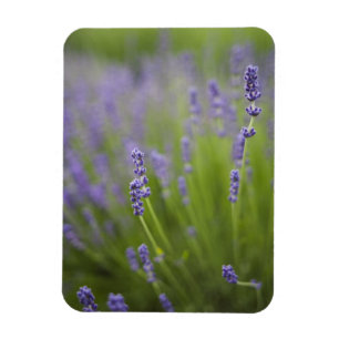 Lavender plants 2 magnet