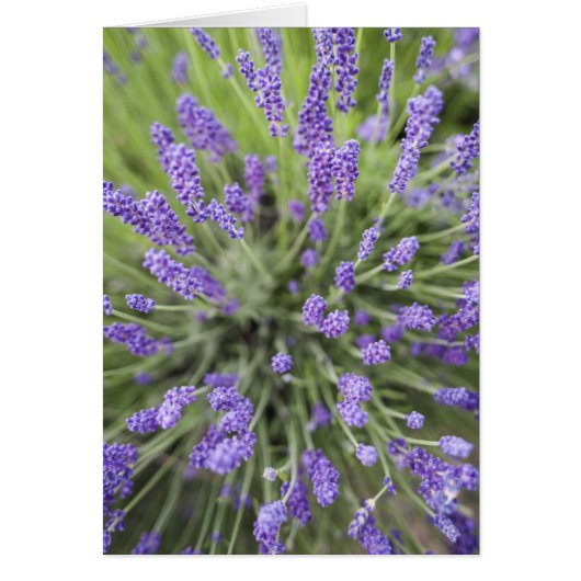 Lavender plants cards (Front)
