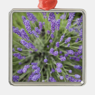 Lavender plants metal ornament