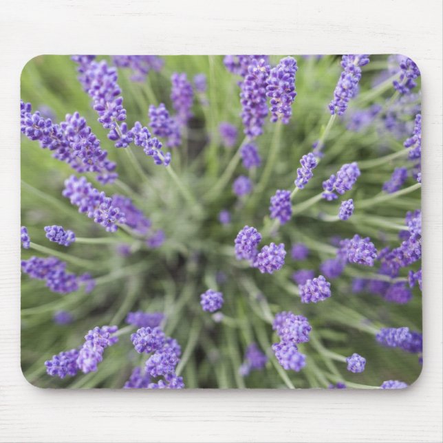 Lavender plants mouse pad (Front)