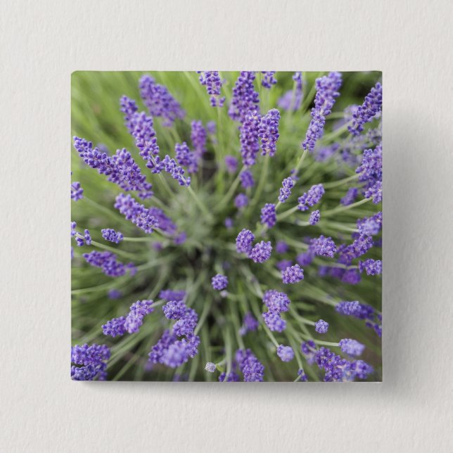 Lavender plants pinback button (Front)