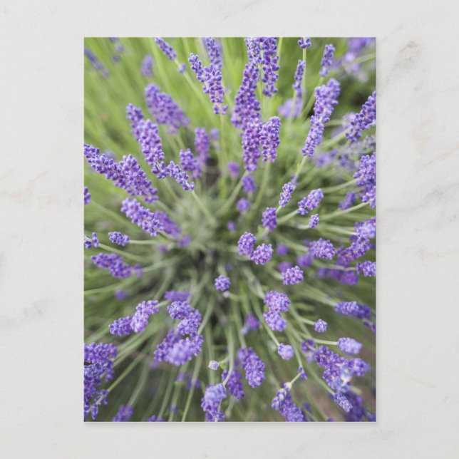 Lavender plants postcard (Front)
