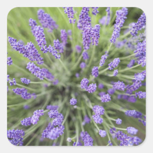 Lavender plants square sticker