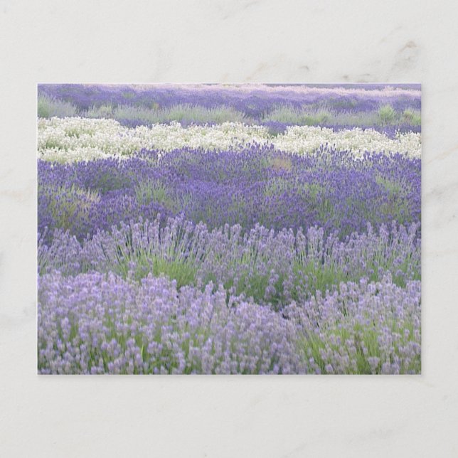 Lavender Postcard (Front)