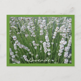 Lavender Postcard