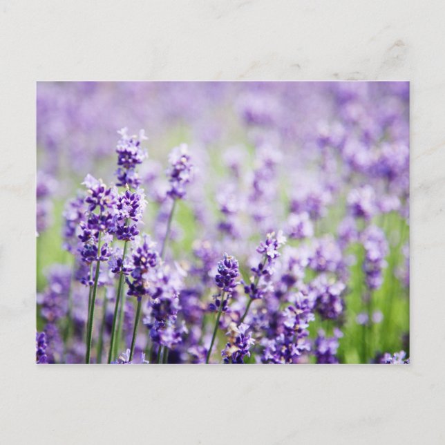 Lavender Postcard (Front)