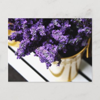 'lavender' Postcard by cathie10 at Zazzle