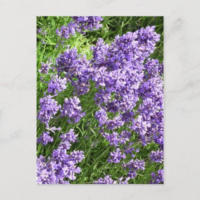 Lavender Postcard (Front)
