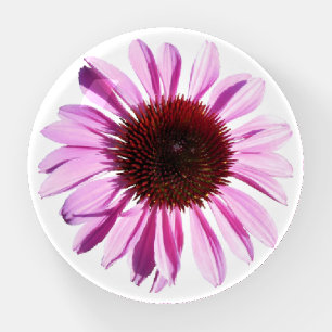 Lavender Purple Echinacea Flower Photo Paperweight