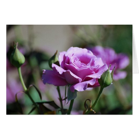 Lavender Rose Card (Front Horizontal)