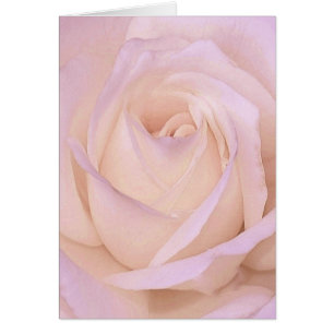 Lavender Rose Cards