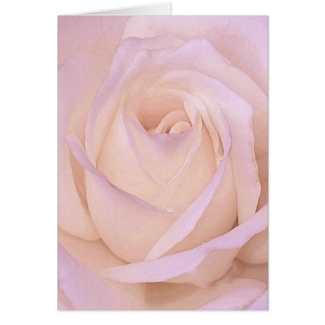 Lavender Rose Cards (Front)