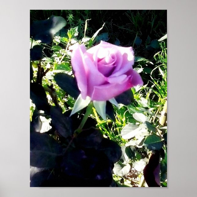 Lavender Rose Poster (Front)