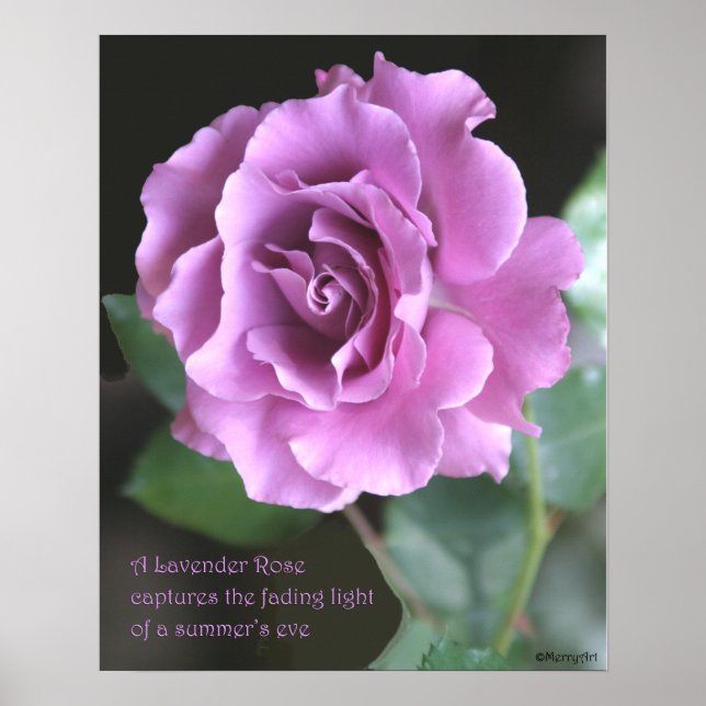 Lavender Rose Poster: ROSE & PROSE 16x20 Poster (Front)
