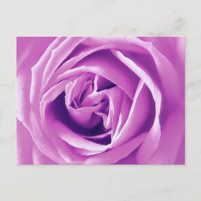 Lavender rose print postcard (Front)
