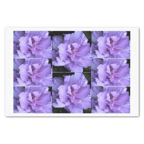 Lavender Rose Sharon Multi images Tissue Paper