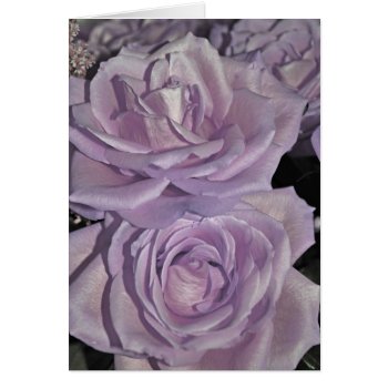 Lavender Roses by DragonL8dy at Zazzle