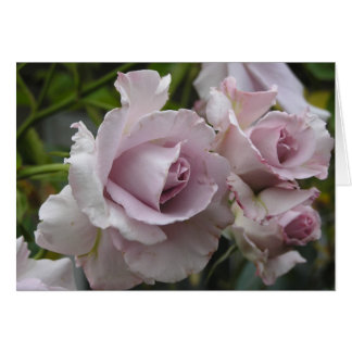 Lavender Roses Card