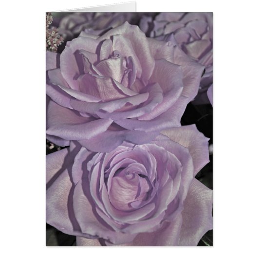 Lavender Roses Cards (Front)