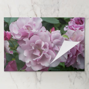 Lavender Roses Floral Paper Placemats
