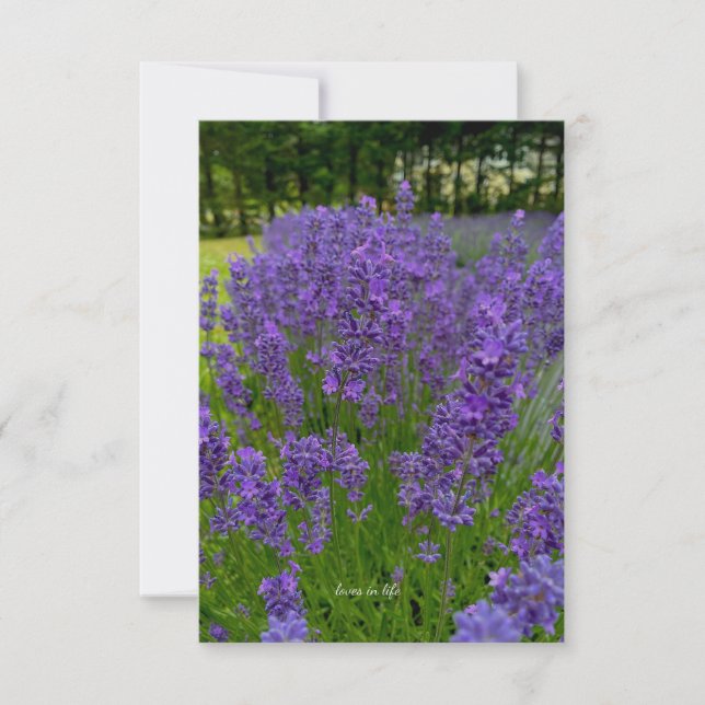 Lavender Row, Row of Trees Note Card (Front)