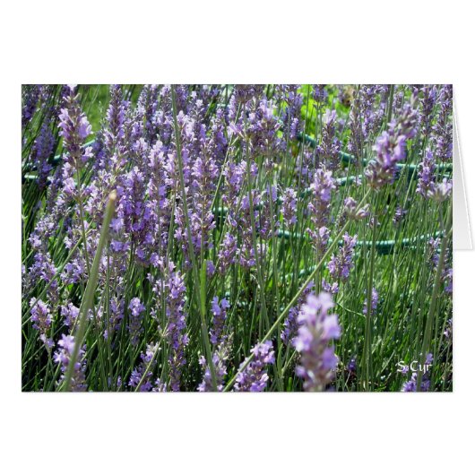 Lavender, S Cyr Cards (Front Horizontal)