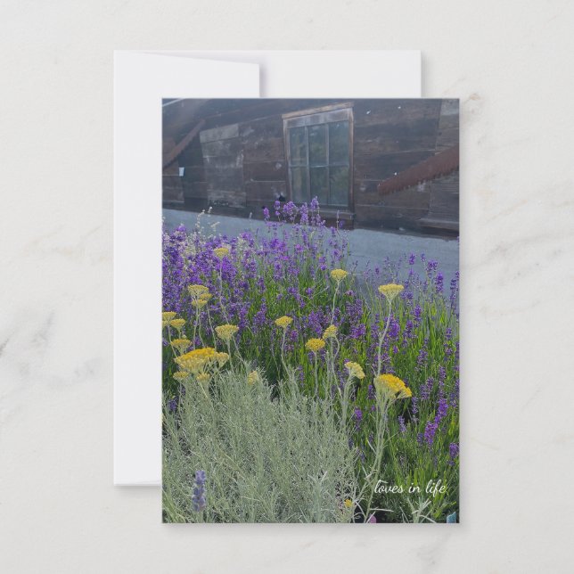 Lavender & Santolina Plants Note Card (Front)