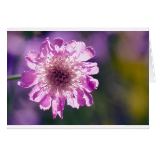Lavender Scabiosa Flower Cards (Front Horizontal)