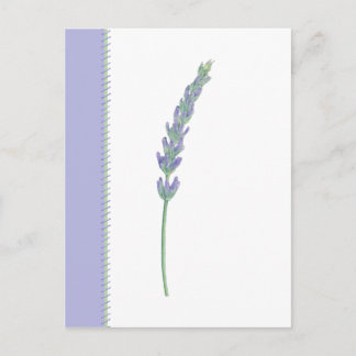 Lavender Sprig Postcard