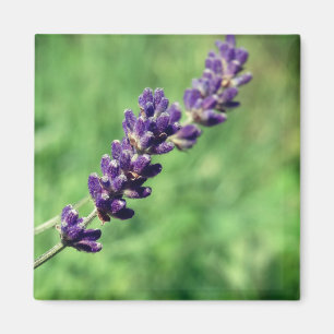 Lavender Stalk Photo Magnet