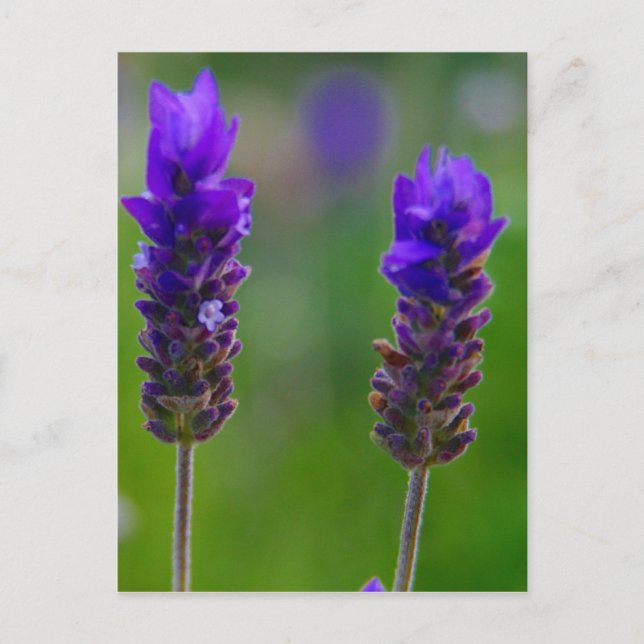 lavender stems postcard (Front)