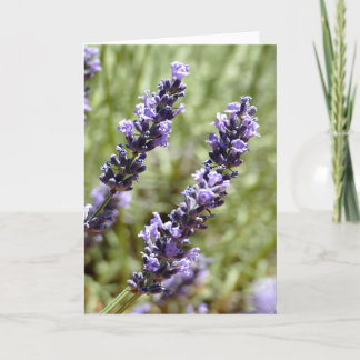 Lavender Stems, Provence, France - Card