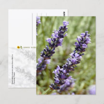 Lavender Stems, Provence, France -