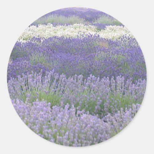 Lavender Sticker