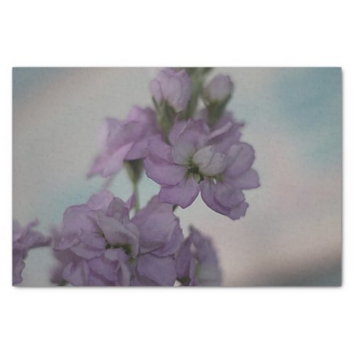 Lavender stock flowers tissue paper