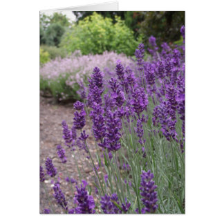 Lavender Summer Cards