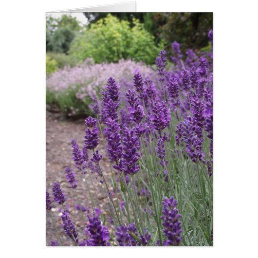 Lavender Summer Cards (Front)