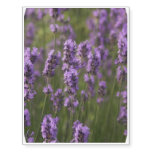 Lavender Temporary Tattoos