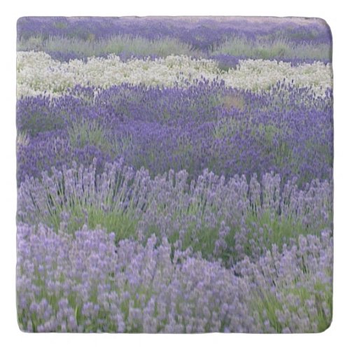 Lavender Trivet