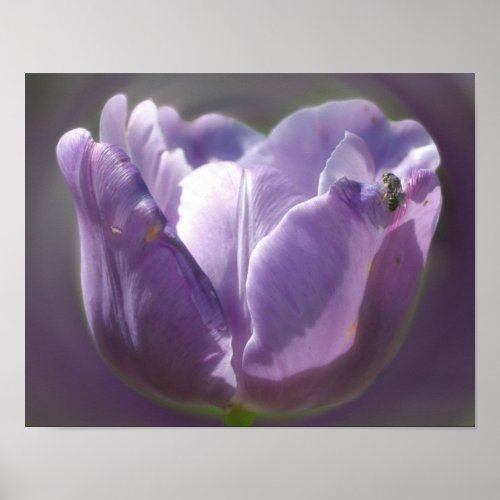 Lavender Tulip With Tiny Bee  Poster