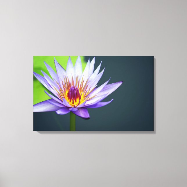 Lavender Water Lily Canvas Print (Front)