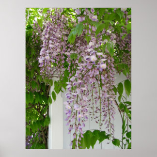 Lavender Wisteria ~ print