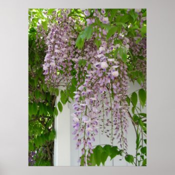 Lavender Wisteria ~  Print by Andy2302 at Zazzle