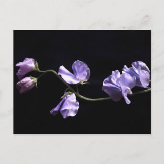 lavenders postcard