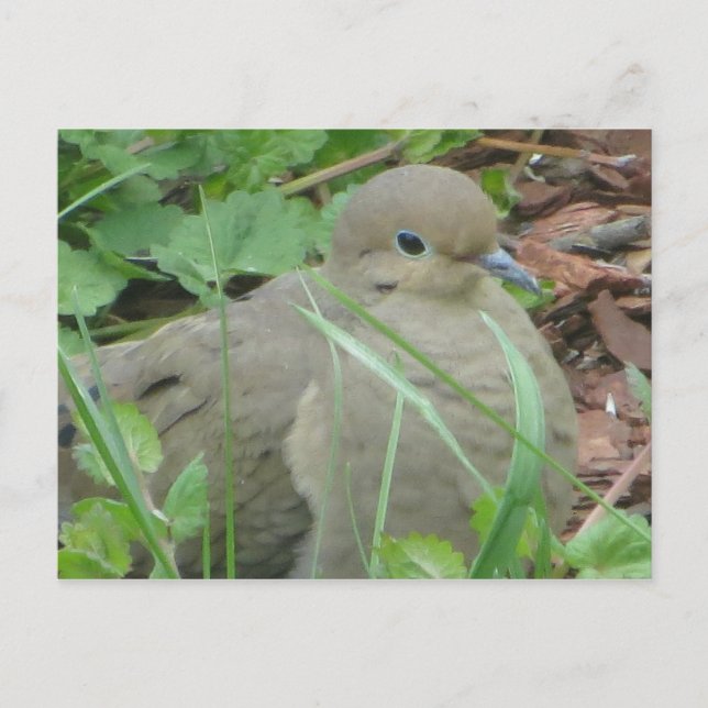 Lawn Dove Postcard (Front)